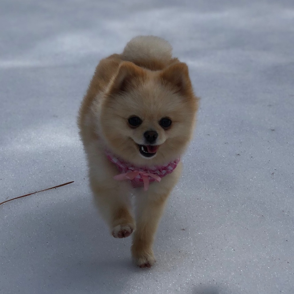 Meet your Posher, Elizabeth